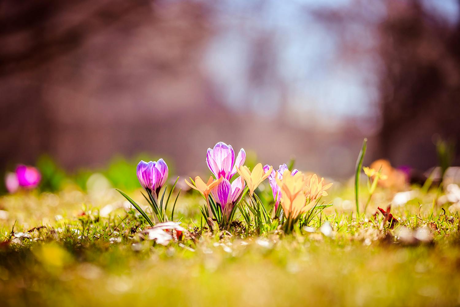 Tehtävät pihalla keväällä: Piha keväällä Nämä asiat sinun pitää tehdä pihalla keväällä